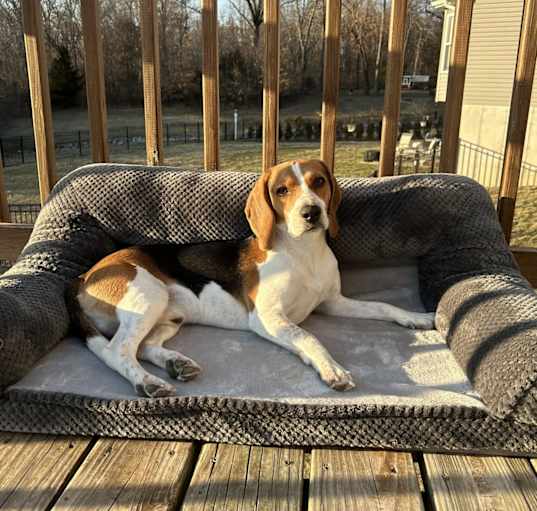 Photo of Buddy