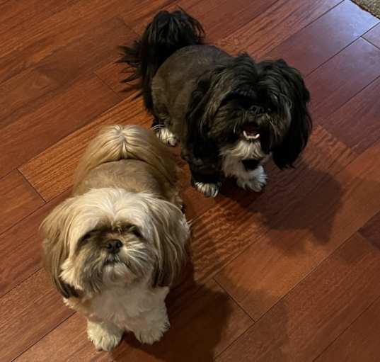 Photo of Buddy (male-black) and Chewy (female-tan)