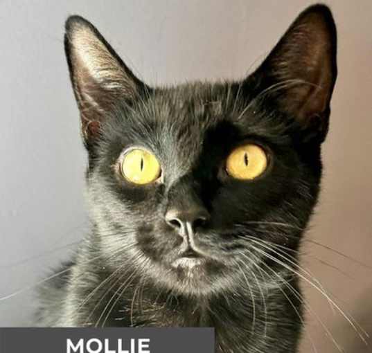 Photo of Mollie