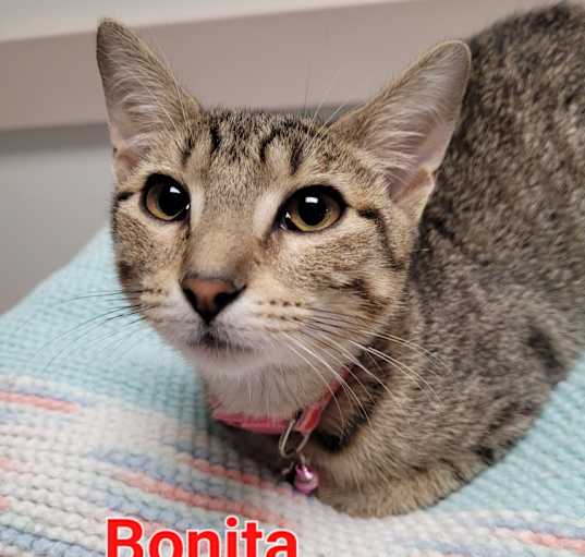 Photo of Bonita