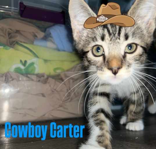 Photo of Cowboy Carter