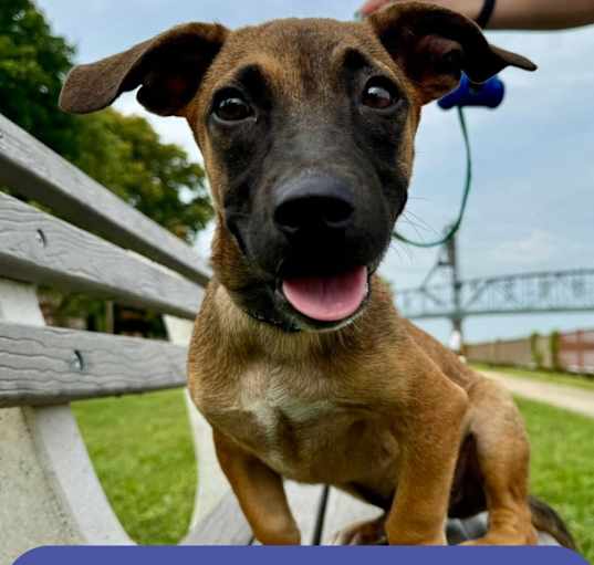 Photo of HERSHEY  13 Pounds  PUPPY  FALL IN LOVE SPECIAL $185  FOSTERED IN NEW JERSEY