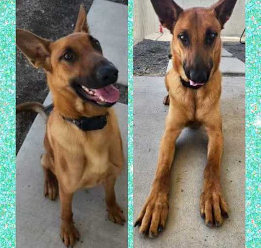 Photo of DUKE- 1-1/2 BELGIAN MALINOIS M