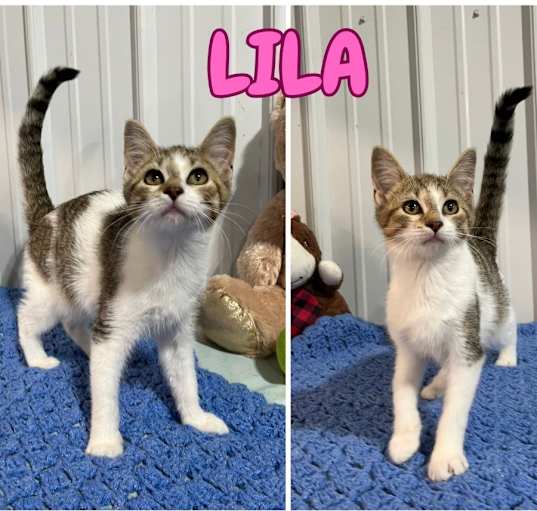 Photo of Lila - NN