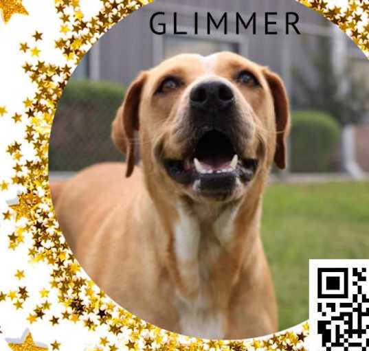 Photo of Glimmer