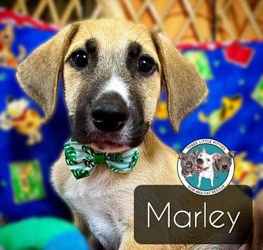 Photo of Marley Famous Doggy