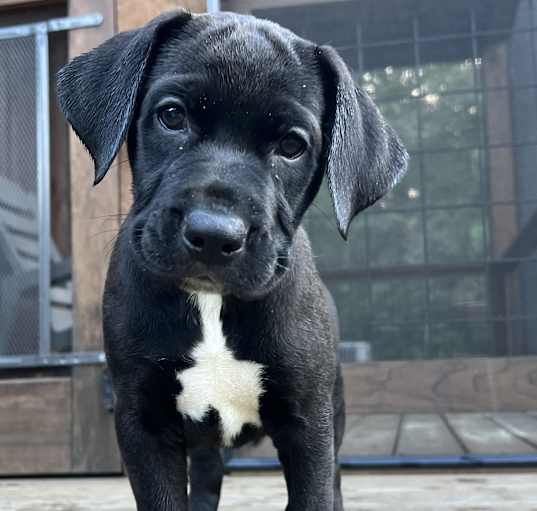 Photo of Lab Mix Pups! -Rockstar Litter