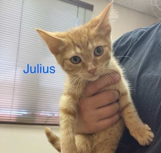 Photo of Julius