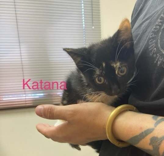 Photo of Katana