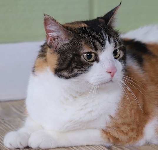 Photo of Bella - Fostered