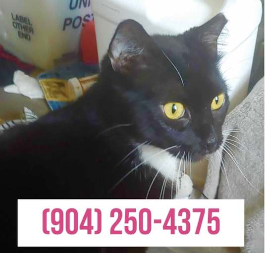 Photo of Bean (VIDEO) sweet kitty