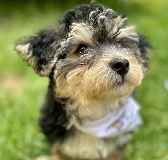 Photo of Arlo the adorable YorkiChon!