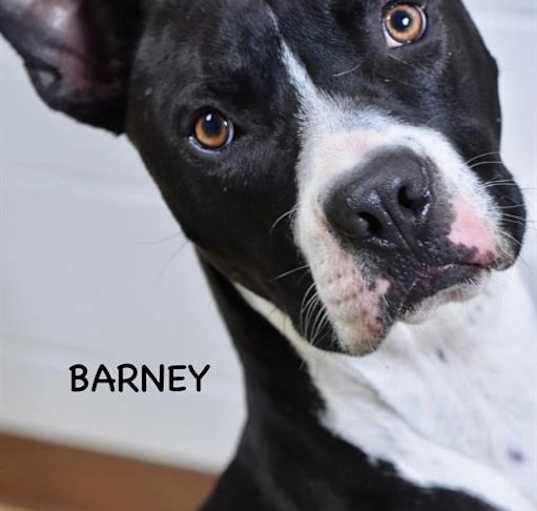 Photo of BARNEY