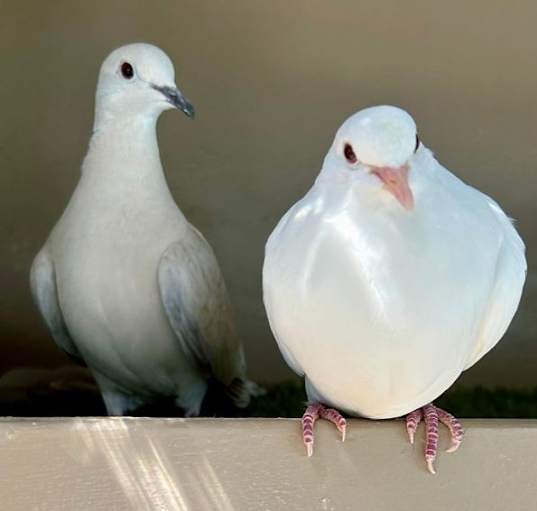 Photo of Nightguard & Snowbird