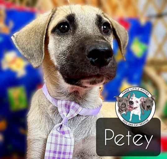 Photo of Petey Famous Doggy