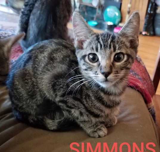 Photo of Simmons