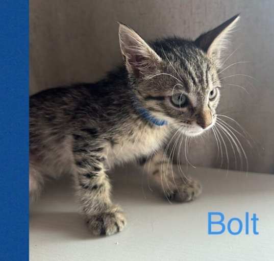 Photo of Bolt - Monsoon Litter