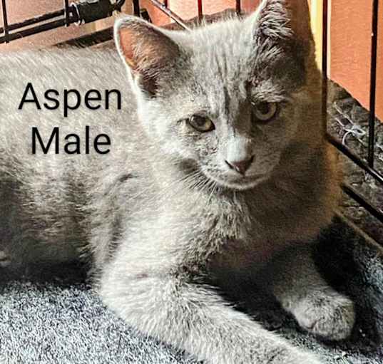 Photo of Aspen