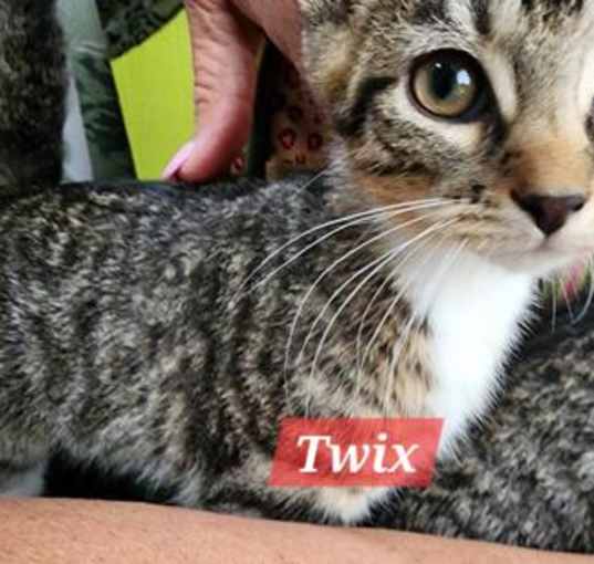 Photo of Twix 2