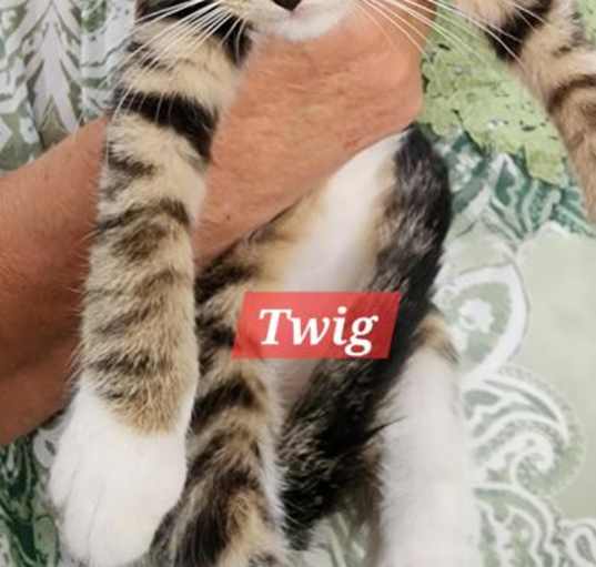 Photo of Twig