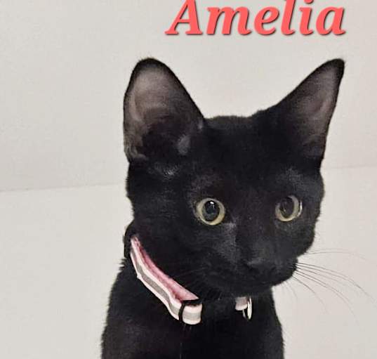 Photo of Amelia