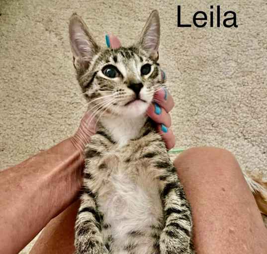 Photo of Leila