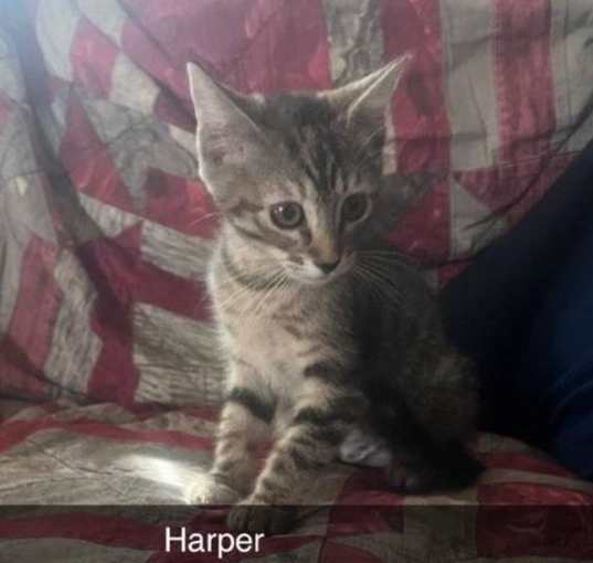 Photo of Harper