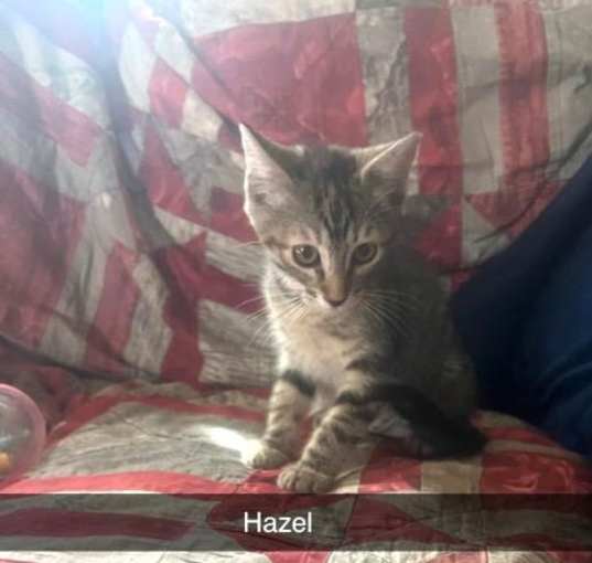 Photo of Hazel