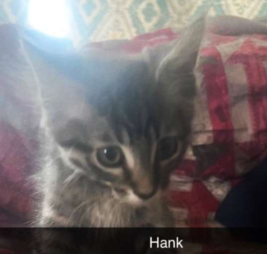 Photo of Hank