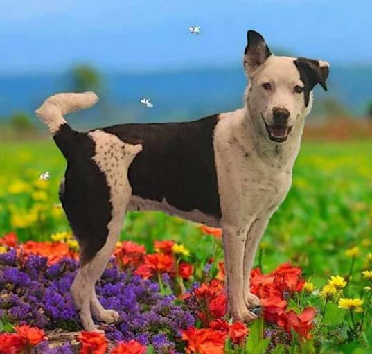 Photo of Luna aka Lyric ***RESCUE CENTER***
