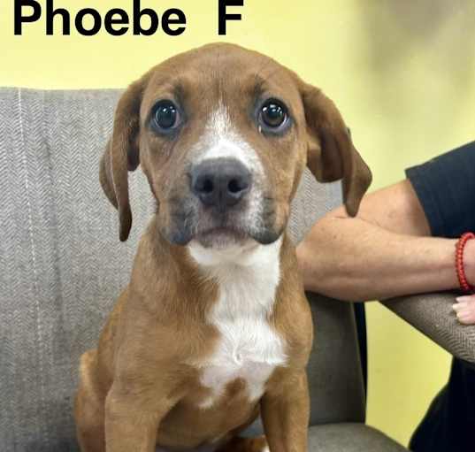 Photo of Phoebe - Boxer Hound 4pack