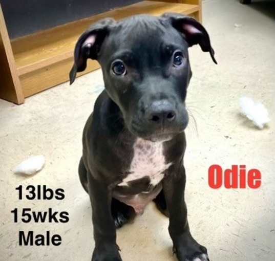 Photo of Odie - brother of Opal