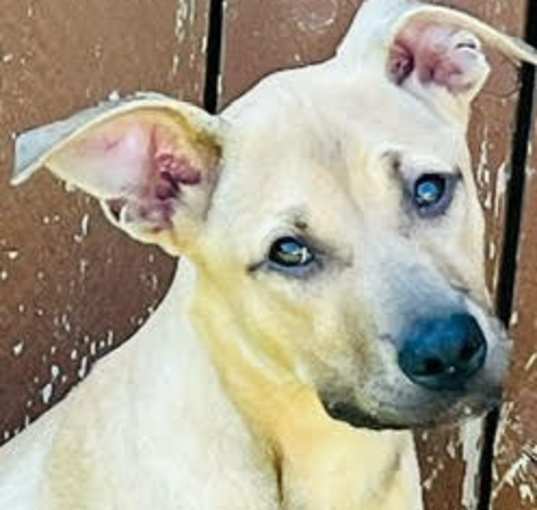 Photo of D115 Litter Foster - ADOPTION PENDING