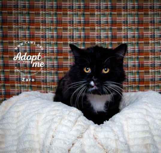 Photo of Zaro
