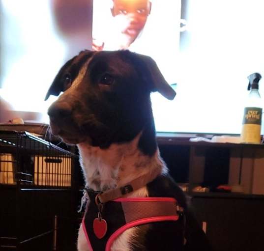 Photo of Gracie