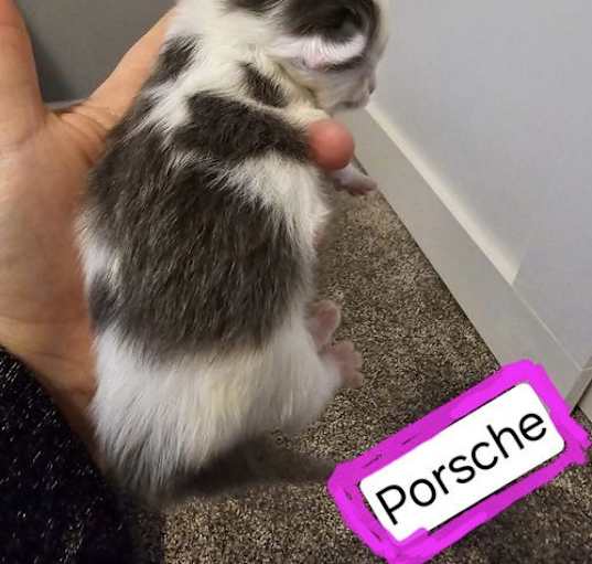 Photo of Porsche Adoption Pending!