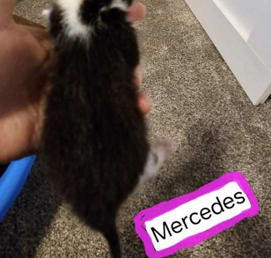 Photo of Mercedes