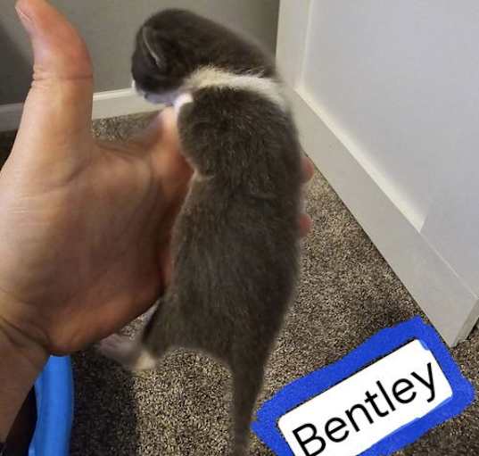 Photo of Bentley Adoption Pending!