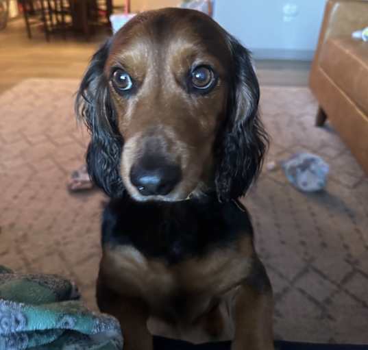 Photo of Maximus