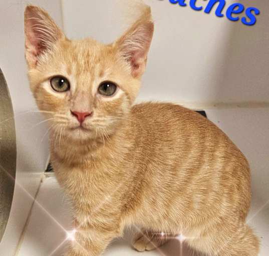 Photo of Peaches