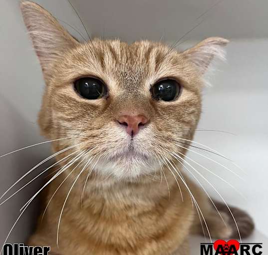 Photo of Oliver