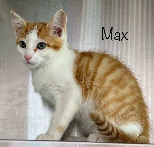 Photo of Max