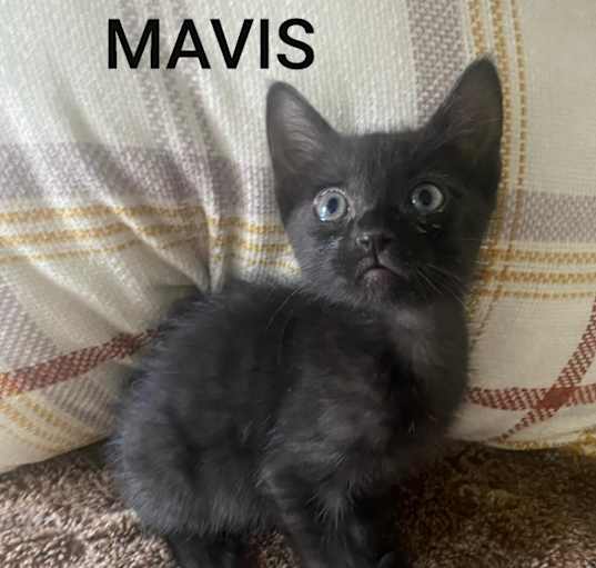 Photo of Mavis