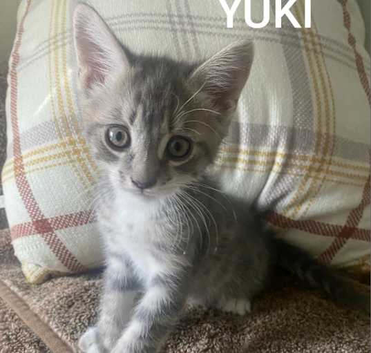 Photo of Yuki