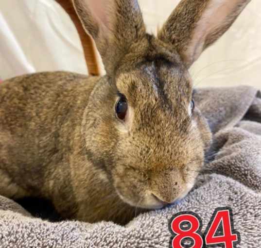 Photo of Rabbit 84