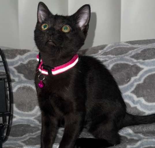 Photo of Midnight