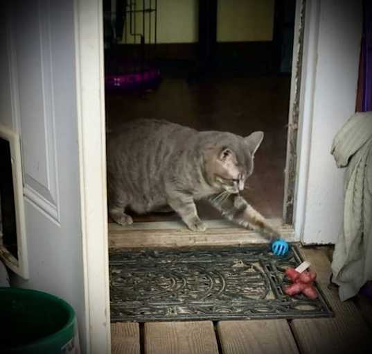 Photo of *Grady (Gray pound male)