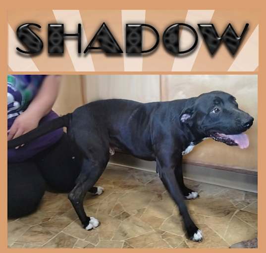 Photo of Shadow