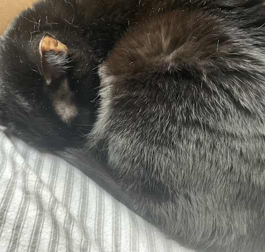Photo of Sage