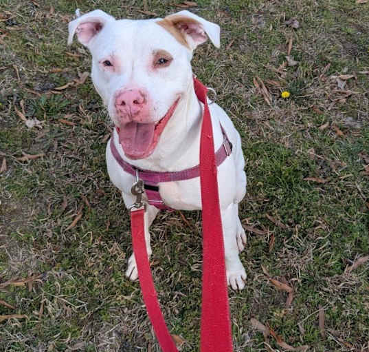 Photo of Piglet